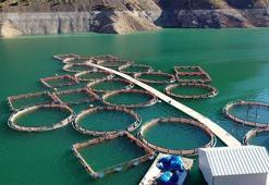 Hibe destekli çiftlikten yurt dışına balık ihracı