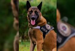 Emniyetten narkotik köpeği 'Poyraz'a duygusal veda