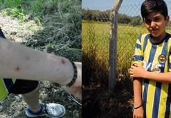 Hatay'da havalar ısındı, konteynerlerde sinek ve haşere sorunu başladı