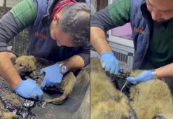 Zifte bulanmış 10 yavru köpek, bebek ve zeytinyağı ile temizlendi
