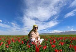 Koparmanın cezası 387 bin TL olan lalelere, dokunmaya korkuyorlar