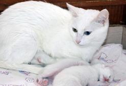 Van kedisinin doğum oranı yüzde 50 arttı