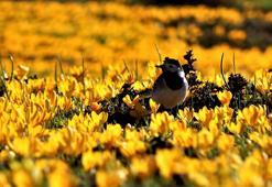 Eğrigöl'de bahar güzelliği