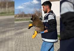 Ziftten temizlenen yavru köpeğin sinirleri kesilen ayağı, ameliyatla kurtarıldı