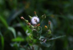 'Bahar nezlesinin kalıcı zararı yok, fazla ilaç ve antibiyotikten kaçının'