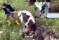 Avcılar'da kuyuya düşen dana 10 gün sonra bulundu