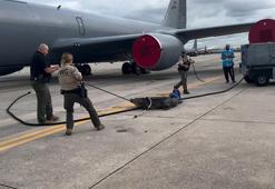 ABD’de bir timsah uçak pistine çıktı