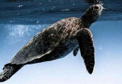 İztuzu’nda sezonun ilk caretta yuvası, 23 Nisan'da koruma altına alındı