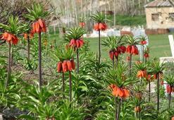 Yüksekova'da 'ters laleler' çiçek açtı