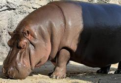 Japonya’da 7 yıldır erkek olduğu düşünülen su aygırı dişi çıktı