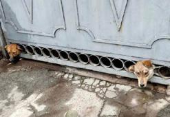 Herson’da bombardımandan korkan köpeklerin başı demir kapıya sıkıştı
