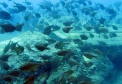 Yapay resiflerde 'istilacı tür' endişesi