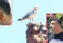 Martının kaptığı kulak davasında karar