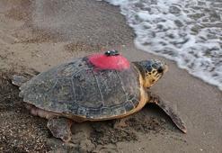 Deniz kaplumbağası 'Tuba'dan 3 aydır sinyal alınamıyor
