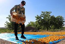 Mevsimlik tarım işçilerinin haklarını düzenleyen cumhurbaşkanlığı genelgesi Resmi Gazete'de