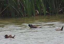 Koruma tedbirleri, dikkuyruk kuşlarının sayısını arttırdı