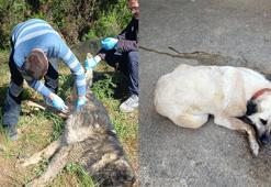 Bahçesinde baktığı köpekleri zehirlediler