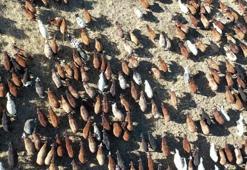 Erzurum, hayvan varlığında Türkiye'de 3'üncü sıraya geriledi