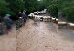 Amasya’da sağanak; yollar kapandı, hayvanlar mahsur kaldı
