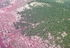 Zakkumlar çiçek açtı, dağlar renklendi