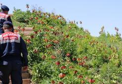 Ters laleler jandarma korumasında
