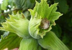 Fındığın kabusu kokarcaya karşı 'yapışkanlı tuzaklar' devrede