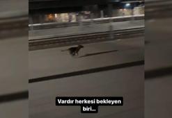 Sokak köpeği, kendisini besleyen makinisti görüp, kullandığı trenin yanında koştu