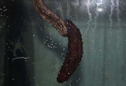 Üretilen 5 bin deniz patlıcanıyla denizlerdeki popülasyona katkı sağlıyorlar