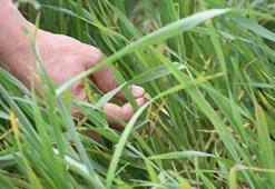 Yağış olmamasına rağmen tarlalarda görülen ‘sarı pas’ hastalığı için ilaçlama önerisi