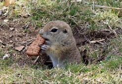 Üniversite kampüsünde popülasyonu 20 binden 15'e düşen 'gelengiler' için besleme etkinliği