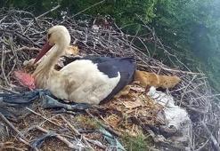 Mahallenin maskotu leylek, kurulan kamera sistemiyle 24 saat izlenecek