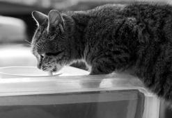 ABD’de kuş gripli ineklerin çiğ sütünü içen kediler öldü