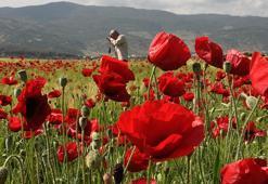 Gelinciklerin oluşturduğu manzara ilgi çekti