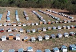 Türkiye Arıcılık Haritası güncellendi