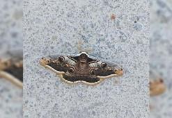 Tavus kelebeğini kanatlarındaki desenler kuşlardan koruyor