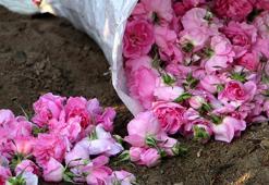 Isparta'da gül sezonu 1 ay erken başladı