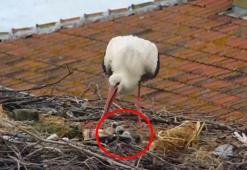 Yaren leylek ile eşi Nazlı’nın 4 yavrusu oldu; soğuk ve yağmurdan korumaları kamerada