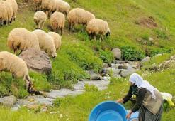 100 bin lira maaşla çalıştıracak çoban bulamıyorlar