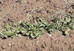 Edirne'de 1500 dekar ekili alan doludan zarar gördü