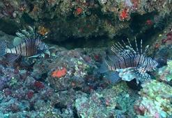 Aslan balığı artışı, yerli türleri tehdit ediyor