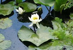 Amazonlardan tohumlarını kuşların taşıdığı düşünülüyor; nilüfer çiçeklerini koparmanın cezası 387 bin 141 TL