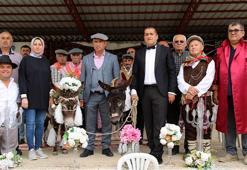 'Nesli tükenmesin' diye eşeklere sembolik nikah kıydılar