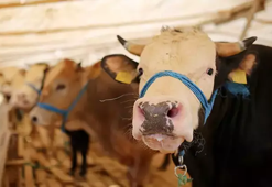 Vekaletle kurban bedeli yurt içi 11 bin 750, yurt dışı 4 bin 750 lira oldu