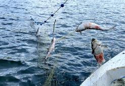 Buzları çözülen Çıldır Gölü'nde balık bereketi yüzleri güldürdü