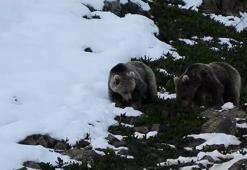 Kış uykusundan uyanan ayıların yiyecek arayışı kamerada