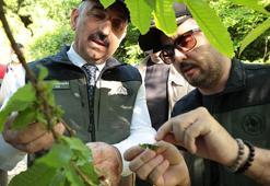 Kestane ağaçlarının düşmanı gal arısına karşı 600 yırtıcı böcek salındı
