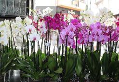 'Anneler Günü'nde en çok saksı çiçekleri tercih ediliyor'