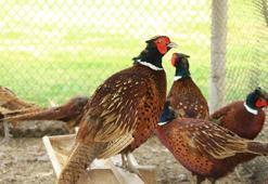 Kenelerle mücadele için keklik ve sülün üretiliyor