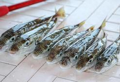 Balon balığı istilasına 'avcılık' tedbiri