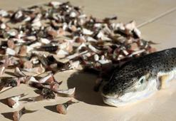 Balon balığı istilasına 'avcılık' tedbiri